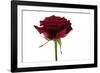 Roses-Fabio Petroni-Framed Photographic Print