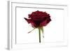 Roses-Fabio Petroni-Framed Photographic Print