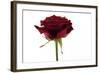 Roses-Fabio Petroni-Framed Photographic Print