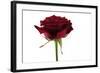 Roses-Fabio Petroni-Framed Photographic Print