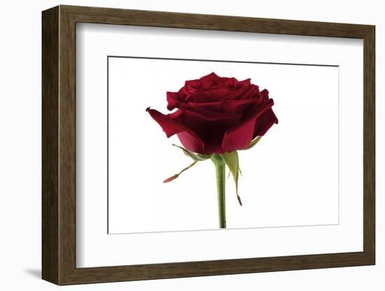 Roses-Fabio Petroni-Framed Photographic Print