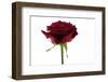 Roses-Fabio Petroni-Framed Photographic Print