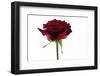 Roses-Fabio Petroni-Framed Photographic Print