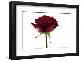 Roses-Fabio Petroni-Framed Photographic Print