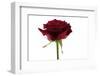 Roses-Fabio Petroni-Framed Photographic Print