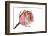 Roses-Fabio Petroni-Framed Photographic Print