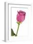 Roses-Fabio Petroni-Framed Photographic Print