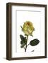 Roses-Fabio Petroni-Framed Photographic Print