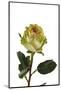 Roses-Fabio Petroni-Mounted Photographic Print