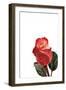 Roses-Fabio Petroni-Framed Photographic Print