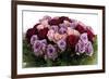 Roses-Fabio Petroni-Framed Photographic Print