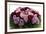 Roses-Fabio Petroni-Framed Photographic Print