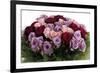 Roses-Fabio Petroni-Framed Photographic Print