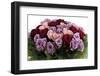 Roses-Fabio Petroni-Framed Photographic Print