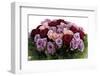 Roses-Fabio Petroni-Framed Photographic Print