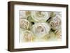 Roses-Fabio Petroni-Framed Photographic Print