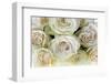 Roses-Fabio Petroni-Framed Photographic Print