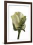 Roses-Fabio Petroni-Framed Photographic Print