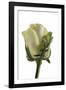 Roses-Fabio Petroni-Framed Photographic Print