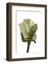 Roses-Fabio Petroni-Framed Photographic Print