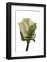 Roses-Fabio Petroni-Framed Photographic Print