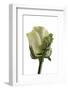 Roses-Fabio Petroni-Framed Photographic Print