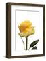 Roses-Fabio Petroni-Framed Photographic Print