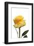 Roses-Fabio Petroni-Framed Photographic Print