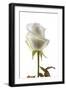 Roses-Fabio Petroni-Framed Photographic Print