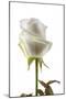 Roses-Fabio Petroni-Mounted Photographic Print