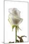 Roses-Fabio Petroni-Mounted Photographic Print