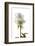 Roses-Fabio Petroni-Framed Photographic Print