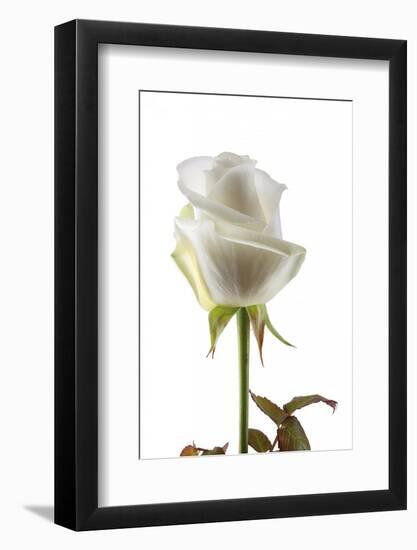 Roses-Fabio Petroni-Framed Photographic Print