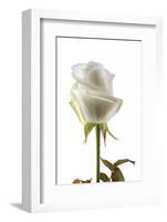 Roses-Fabio Petroni-Framed Photographic Print