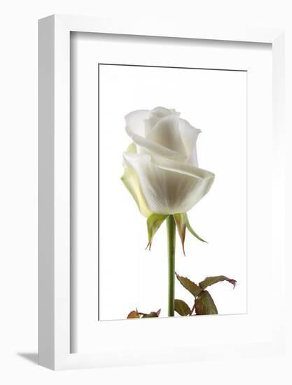 Roses-Fabio Petroni-Framed Photographic Print