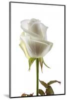 Roses-Fabio Petroni-Mounted Photographic Print