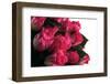 Roses-Fabio Petroni-Framed Photographic Print