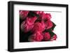 Roses-Fabio Petroni-Framed Photographic Print