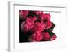 Roses-Fabio Petroni-Framed Photographic Print