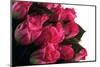 Roses-Fabio Petroni-Mounted Photographic Print