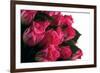 Roses-Fabio Petroni-Framed Photographic Print