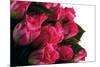 Roses-Fabio Petroni-Mounted Photographic Print