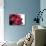 Roses-Fabio Petroni-Photographic Print displayed on a wall