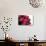 Roses-Fabio Petroni-Photographic Print displayed on a wall