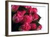 Roses-Fabio Petroni-Framed Photographic Print