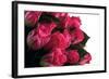 Roses-Fabio Petroni-Framed Photographic Print