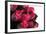 Roses-Fabio Petroni-Framed Photographic Print