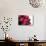 Roses-Fabio Petroni-Mounted Photographic Print displayed on a wall