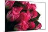 Roses-Fabio Petroni-Mounted Photographic Print