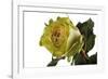 Roses-Fabio Petroni-Framed Photographic Print